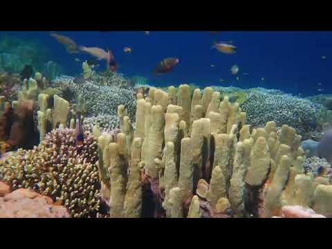 Rahatlatıcı Şelâle Sesleri ve Doğa Videosu - Su Akışı - Yeşil - Beyaz Gürültü