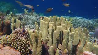 Rahatlatıcı Şelâle Sesleri Ve Doğa Videosu - Su Akışı - Yeşil - Beyaz Gürültü