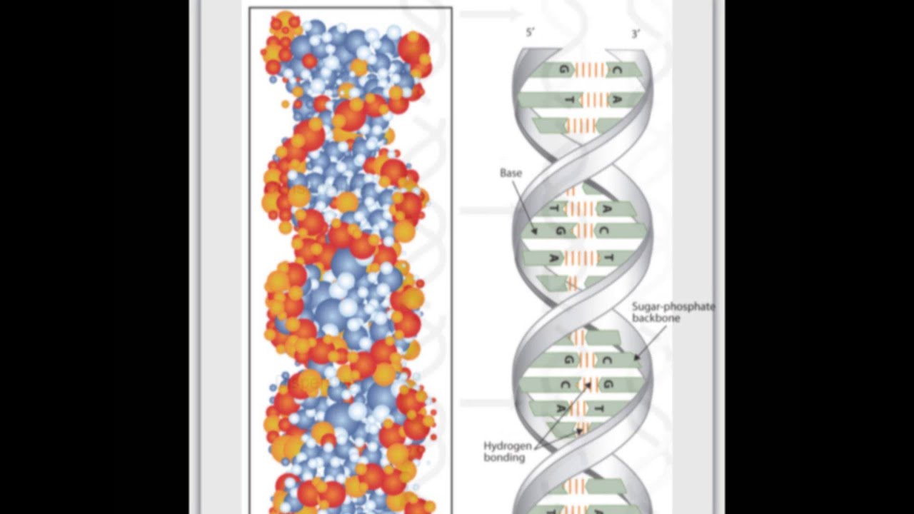 DNA REPLICATION AND ANGELMAN SYNDROME video YouTube