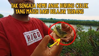 Tidak sengaja menemukan anakan burung Ciblek yang baru belajar Terbang!