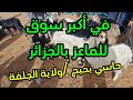 جولة في أكبر سوق للماعز بالجزائر كل أنواع الماعز موجودة هنا جولة في أكبر سوق للماعز بالجزائر كل أنواع الماعز موجودة هنا