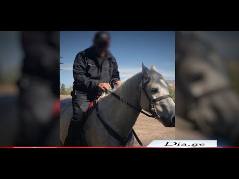 ვიდეო: ცხენის Gelderland Hypoallergenic, ჯანმრთელობისა და სიცოცხლის ხანგრძლივობა