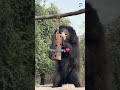 Abused Sloth Bear Makes Amazing Recovery