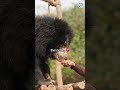 Abused Sloth Bear Makes Amazing Recovery