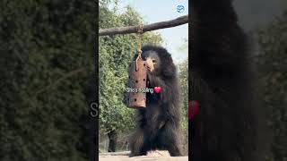 Abused Sloth Bear Makes Amazing Recovery