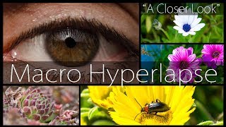 #Macro #Hyperlapse - A Closer Look #nikon