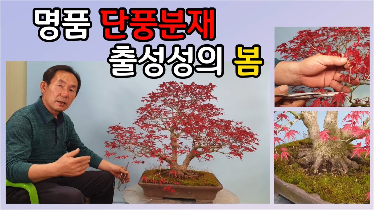 분재관리 193강 명품 단풍분재 출성성의 봄