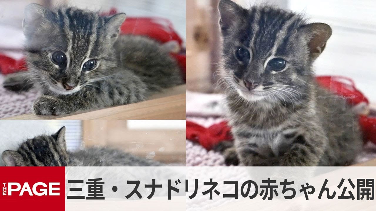 三重 鳥羽水族館で スナドリネコ の赤ちゃん公開 9月19日まで名前募集 Youtube
