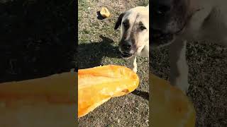 Anneyi Bugün De Doyurduk Bebekleri De Acıkmış