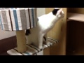のんびり猫部屋。ヌックンだけ落ち着きがない