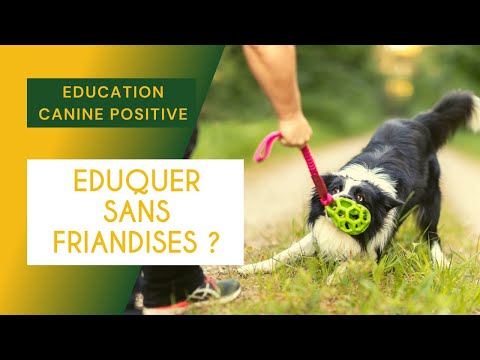 Vidéo: Comment dresser un chien qui n’est pas motivé par des friandises