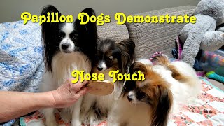 Papillon Dogs Demonstrate Nose Touch (With Training Tips)