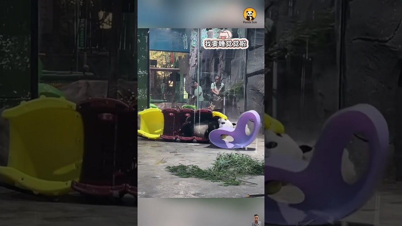 The most joyful panda ever | 지금까지 본 적 없는 행복한 판다 