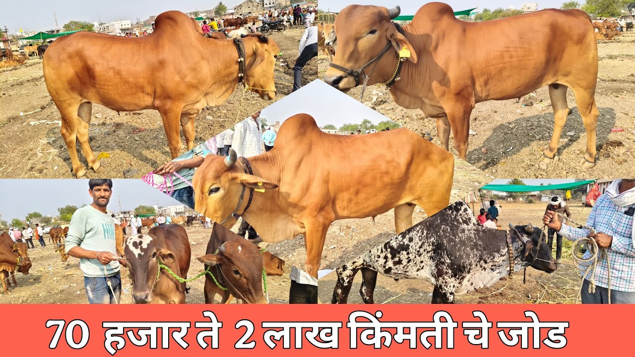 दि.17 फेब्रुवारी 2026 !! सुप्रसिद्ध लोहा बाजारातील  2 दात ते जुळक बैल जोड  जील्हा नांदेड 