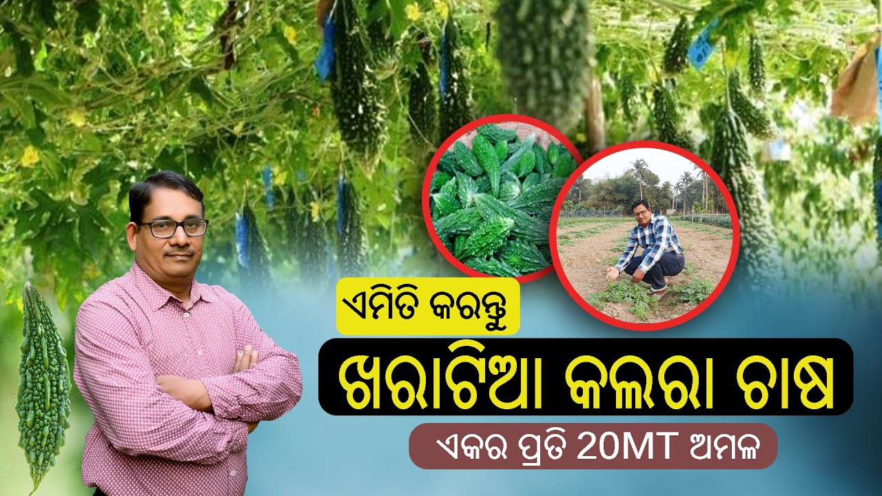 ଏମିତି କରନ୍ତୁ ଖରା଼ଟିଆ କଲରା ଚାଷ ଏକର ପ୍ରତି 20MT ଅମଳ Top 5 hybrid କିସମ