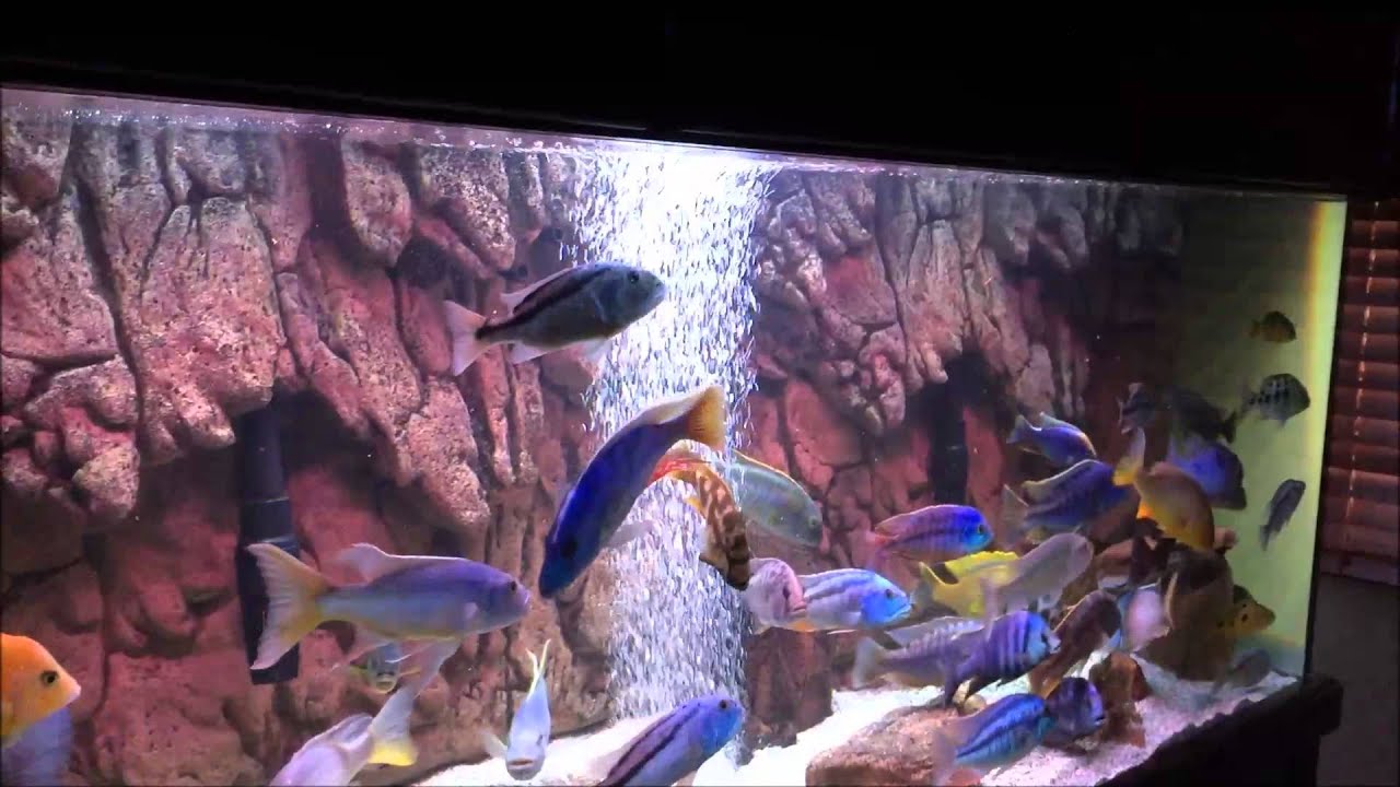 African Predator Hap April 2015 Update