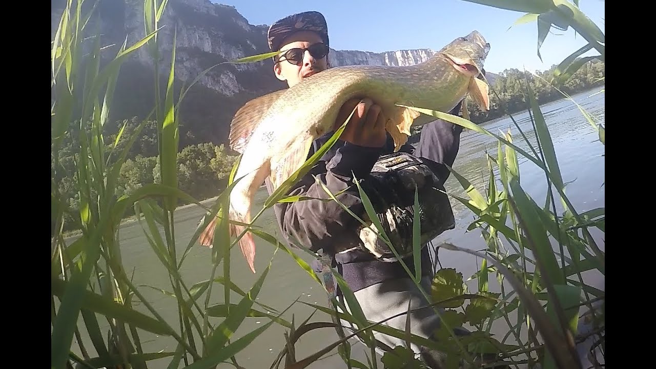 gros brochet sur l'Isère