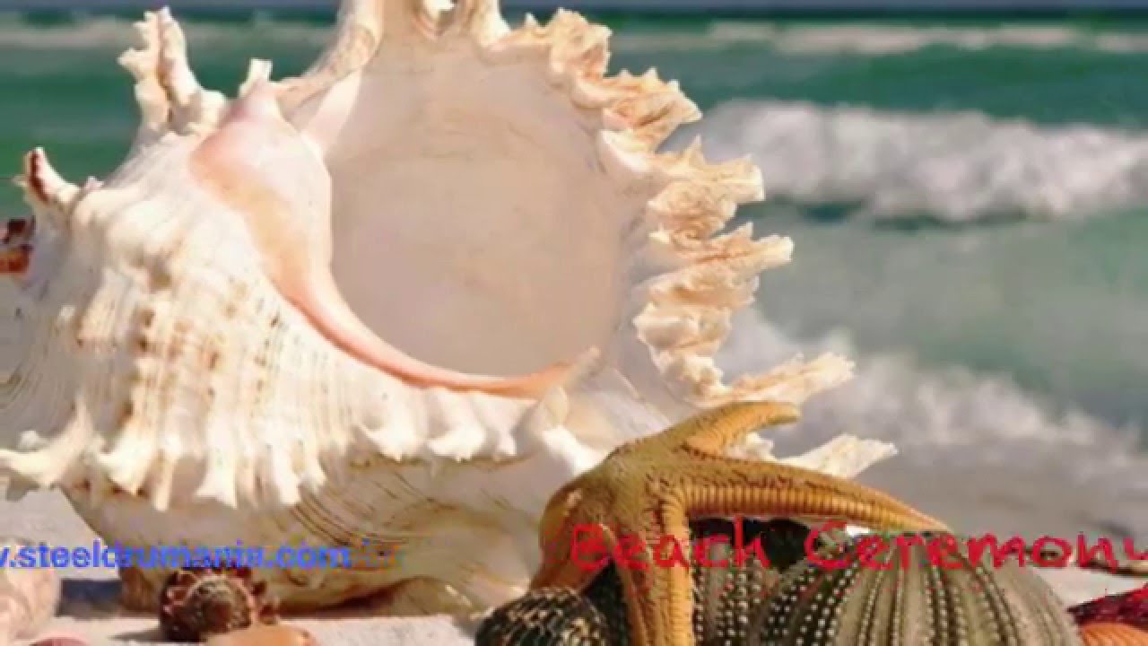 Steel Drum  Beach Wedding Ceremony