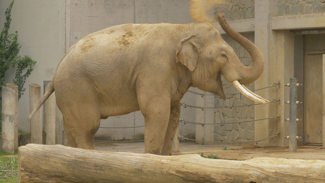 Zoo Ostrava má nového sloního samce - YouTube