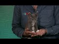 PET PALS: Meet Elsa, an adorable kitten, who enjoys getting pets