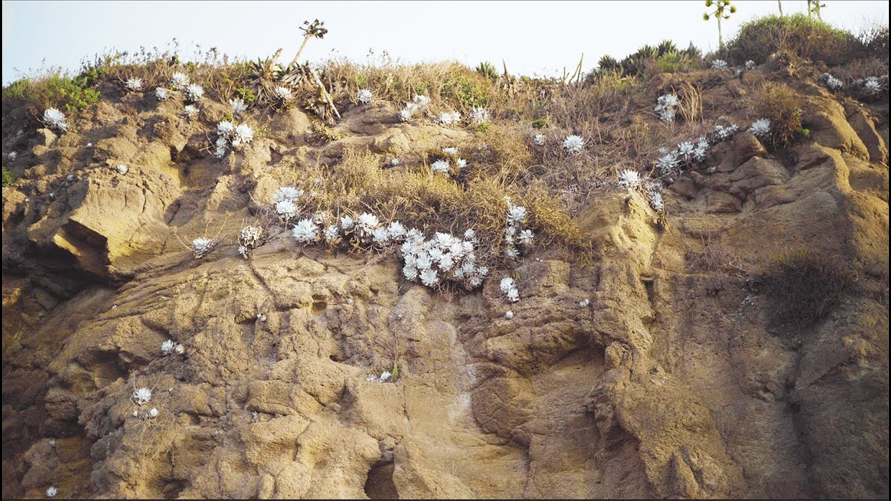 Dangerous Succulents