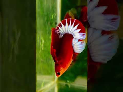 Video cá betta red fancy star trắng - youtube
