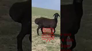 Obuna Boʻling Har Kuni Elonlar