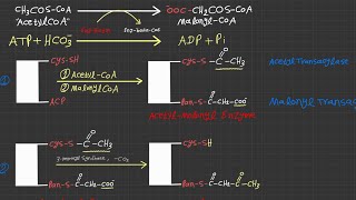 Biochemistry Fatty Acid Synthesis / المنهج التقويمي لكلية الصيدلة