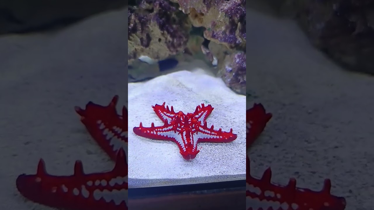 Red Knobbed Starfish