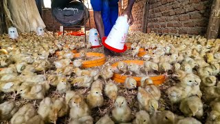 How to Protect Chicks Against Diseases  Zero Deaths!