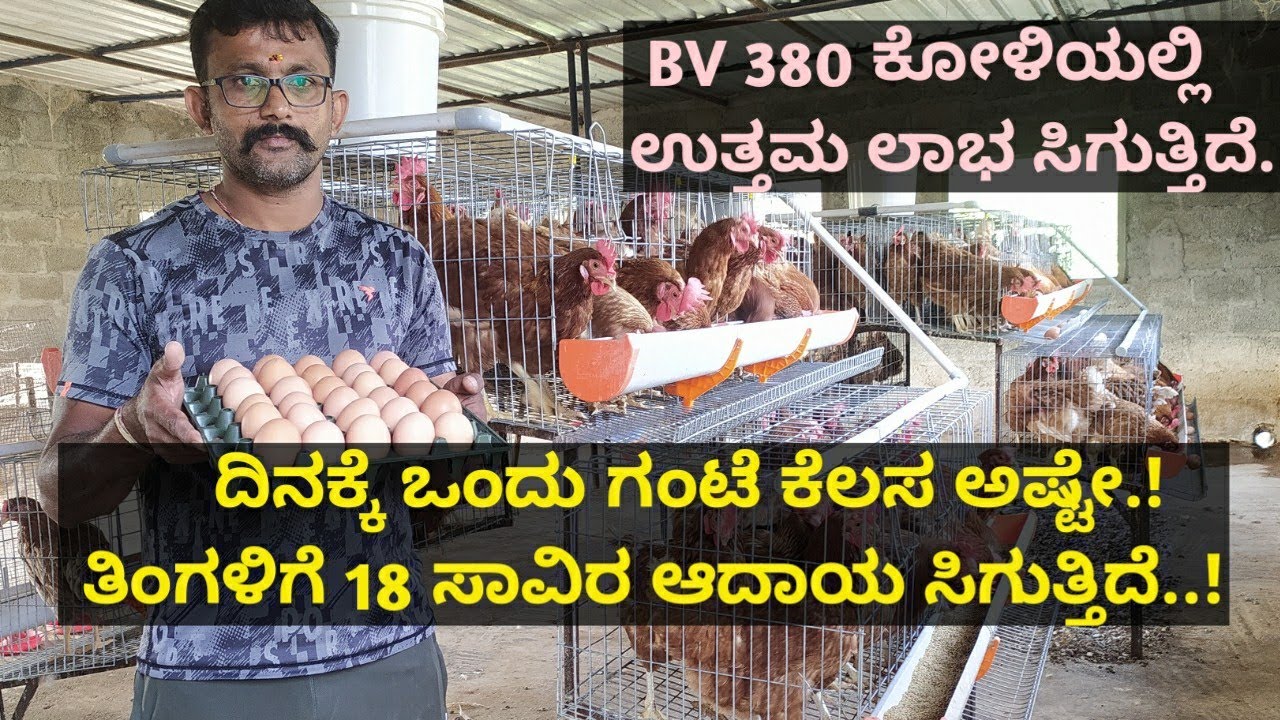 ದಿನಕ್ಕೆ ಒಂದು ಗಂಟೆ ಕೆಲಸ ಅಷ್ಟೇ.! ತಿಂಗಳಿಗೆ ಸುಲಭವಾಗಿ 20 ಸಾವಿರ ಆದಾಯ ಸಿಗುತ್ತಿದೆ..! BV 380 Chicks
