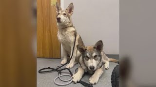 Police Investigating How 2 Illegally-Bred Wolf Dogs Ended Up In Connecticut