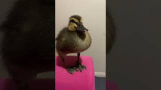 Lil Duckie ❤️🦆 #duck #birds #cute #duckling #awwanimals