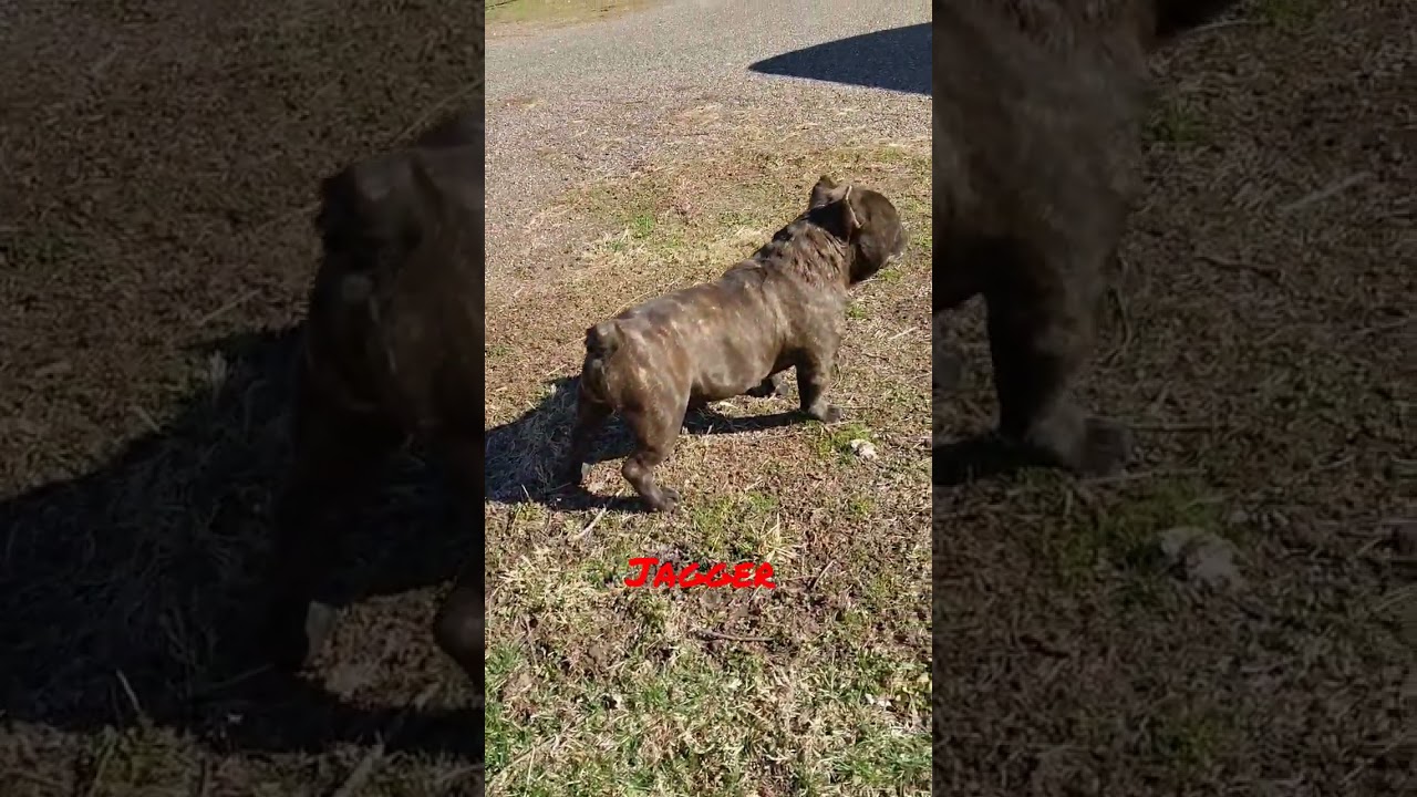 Jagger the Shorty bull 