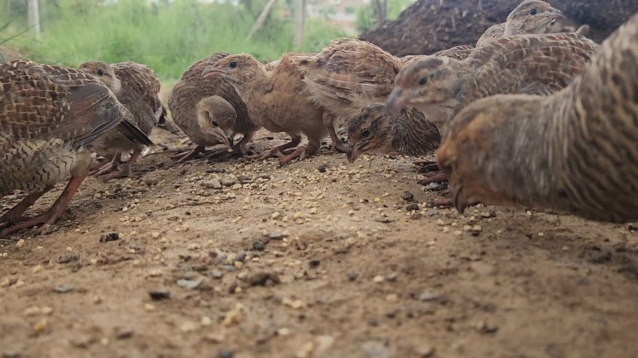 Grey francolin babies feeding  | teetar farming 