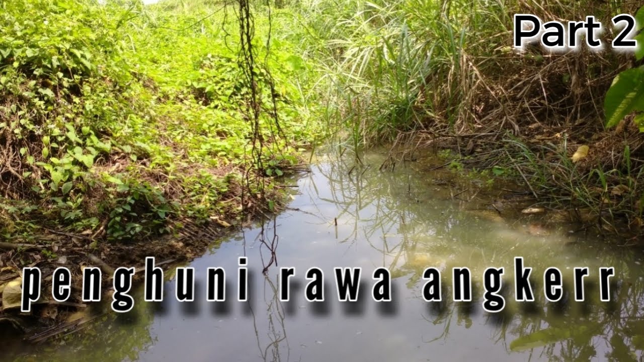 Petualangan mencari belut purba di rawa angker,,,part 2