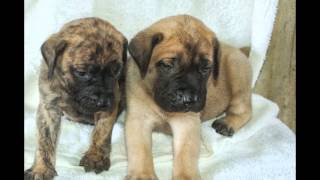 English Mastiff puppies for sale AKC 4 wks old today