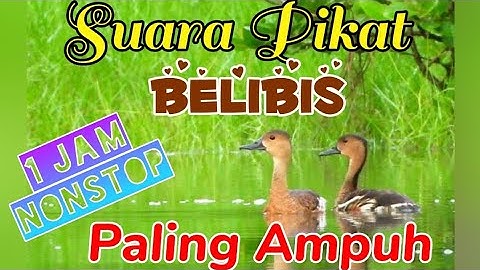 Suara Pikat Belibis 1 Jam Nonstop Paling Ampuh