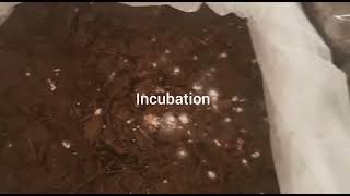 Mushroom Growing By Ali Karim