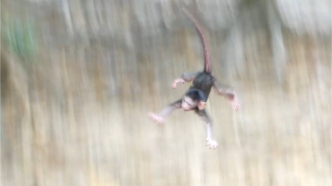 Breaking News! Rose girlfriend newborn of Violet fell down from 20m high, Newborn dropped 20m high