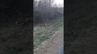 chasing down a fox 🦊  I wasn't able to even get close