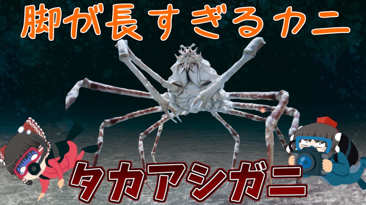 【ゆっくり解説】脚が長すぎる超巨大ガニ！タカアシガニ