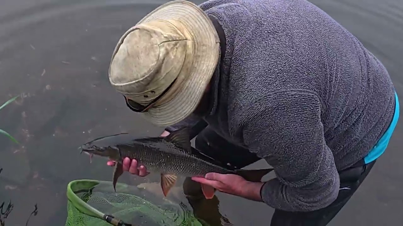 Day Ticket Water, NOTTINGHAM PISCATORIAL SOCIETY  River Trent Barbel Fishing