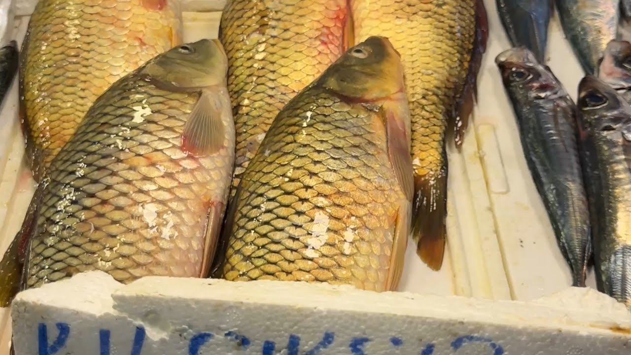 เดินตลาด🇹🇷หาปลาไปทำปลาร้า #ชีวิตในต่างแดน #ข้าวโอ๊ด #วิธีทำปลาร้า 