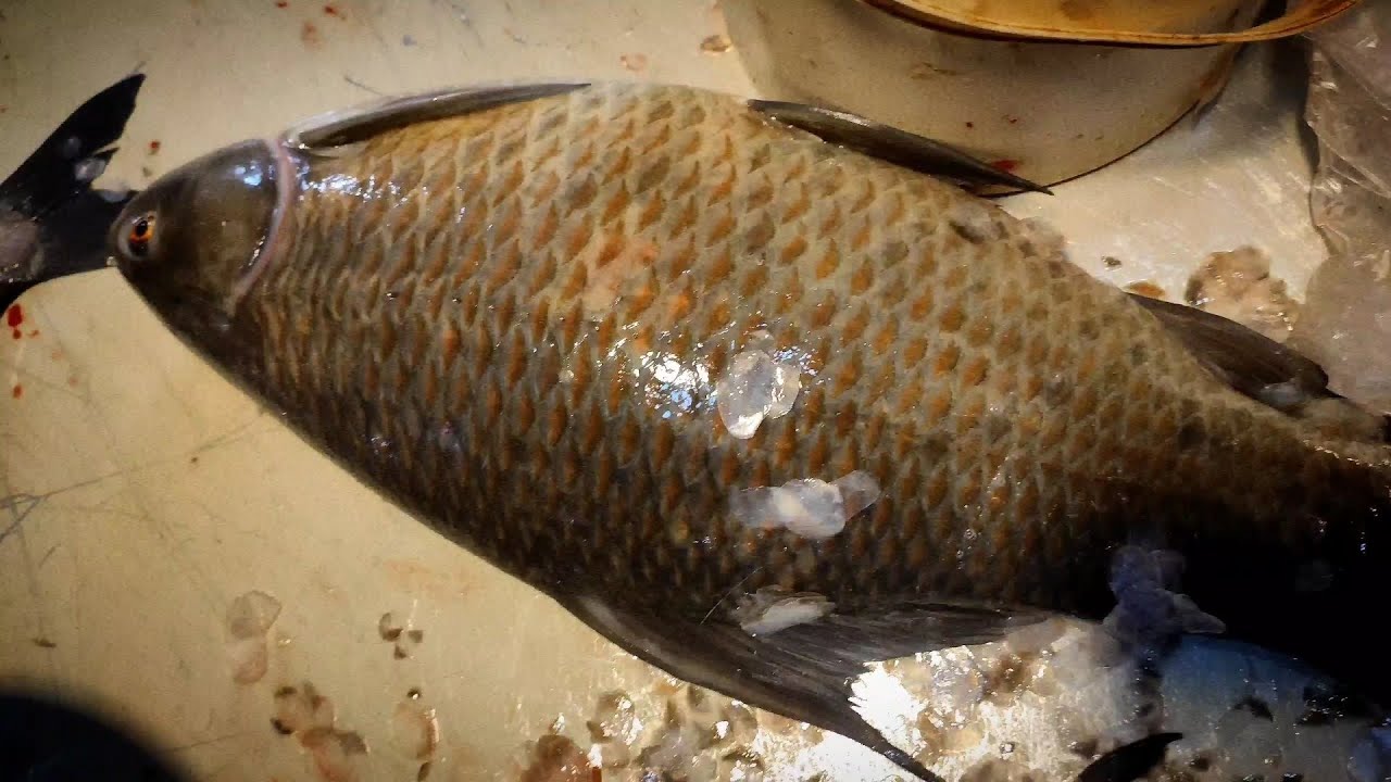 Black kalibaush fish cutting easy new techniques & katla fish cutting ...