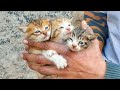 Save three abandoned Kitten's life who were without their mother - Rescue Kittens