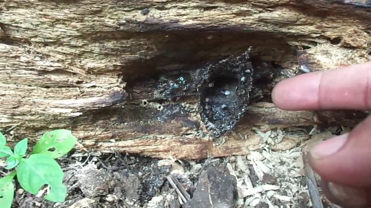 CARA MENCARI LEBAH TRIGONA ITAMA DIALAM LIAR 