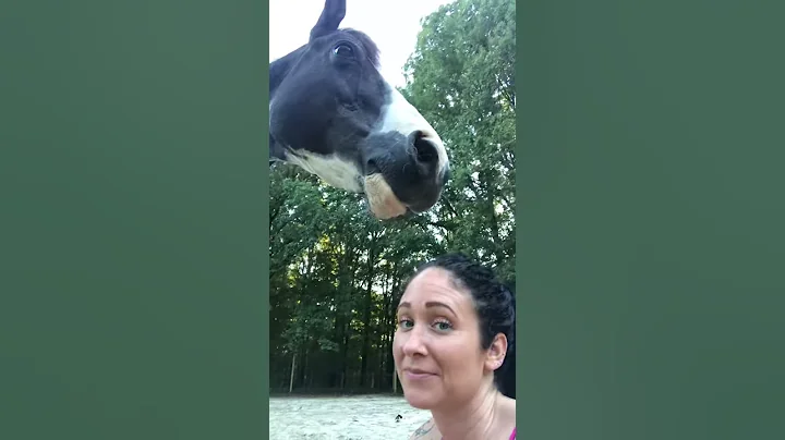 Theres nothing like a big horse smooch to the face...