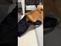 あるとするならば #とんちゃん #ぺっぺこぺー
