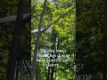 #treeservice #automobile #newportnews